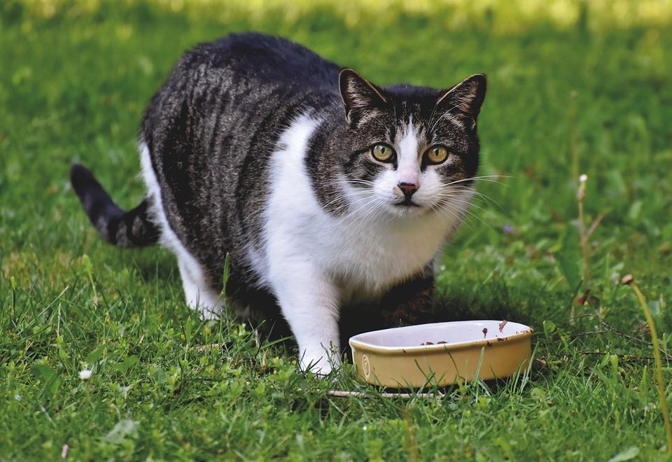 Натуральный или сухой корм для кастрированных котов
