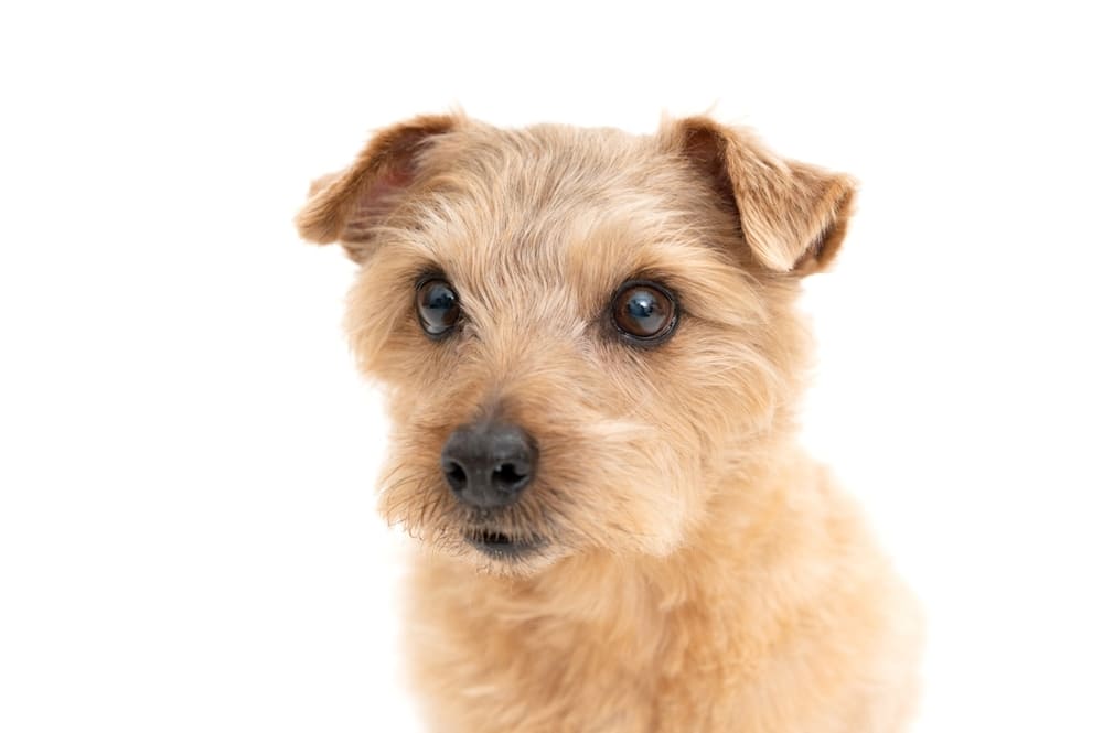 Норфолк-терьер может выучить трюки