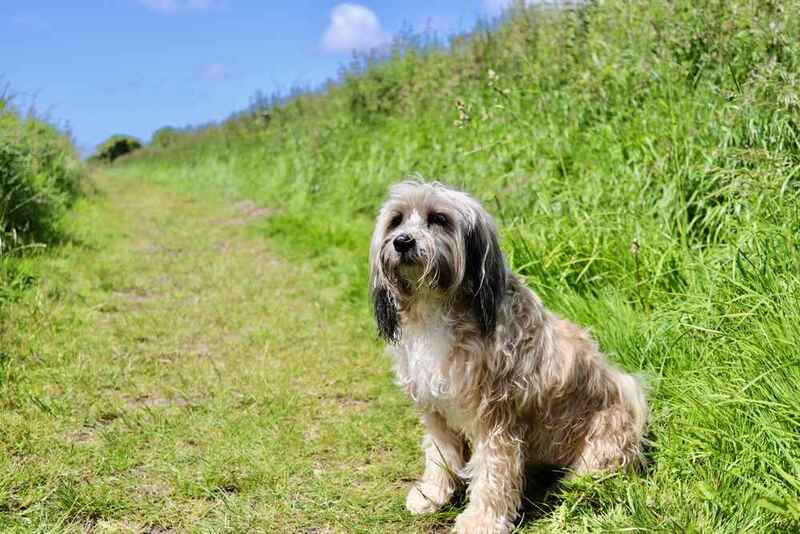 Тибетский терьер может участвовать в выставках 