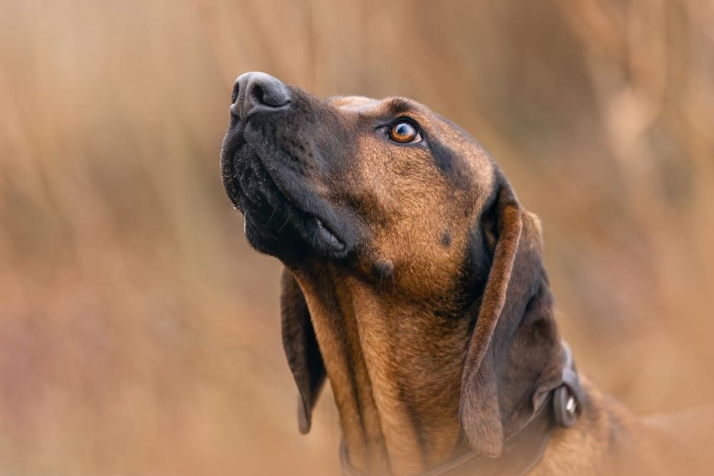 Горные гончие отличаются дружелюбностью