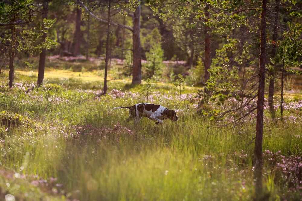 Собака пойнтер в стойке