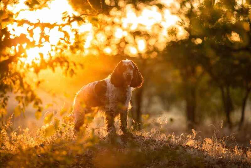 Как выбирать английского спрингер-спаниеля?