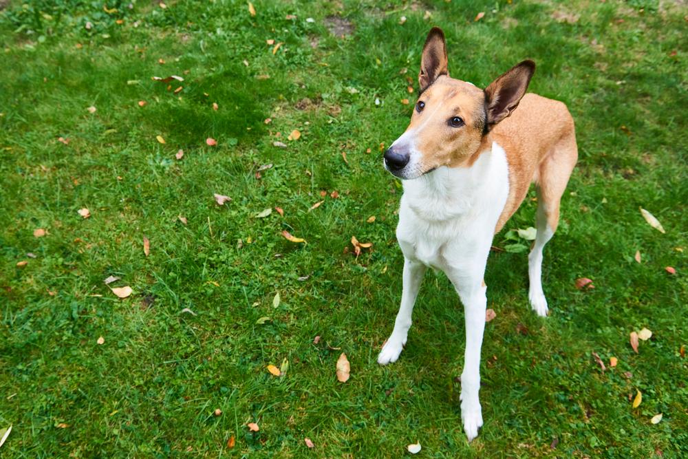 Особенности кормления гладкошерстного колли