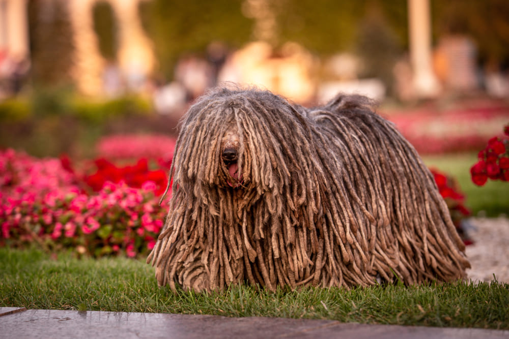 Покупать собаку породы пули лучше в питомнике