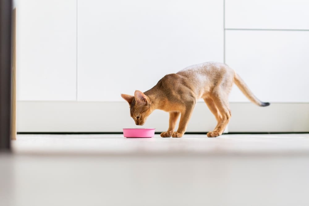 Владельцы должны знать, можно ли кошке арбуз