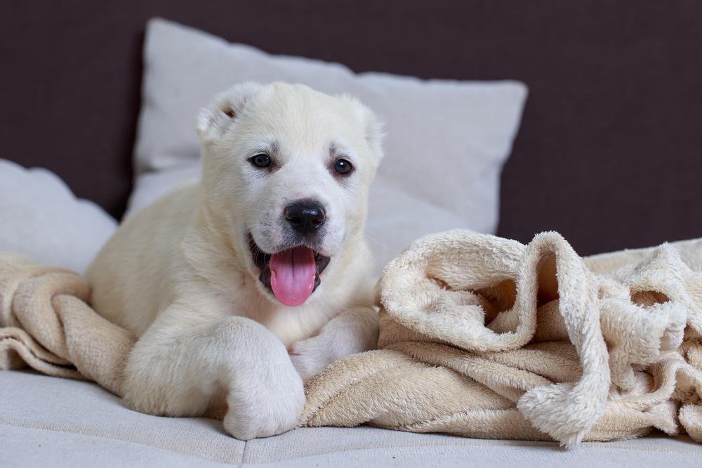 Где взять идеи для имен для алабаев Где взять идеи для имен для алабаев