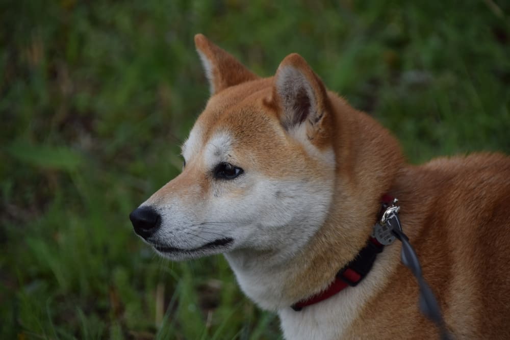 Если у сиба-ину обнаружились признаки болезни, нужно к врачу