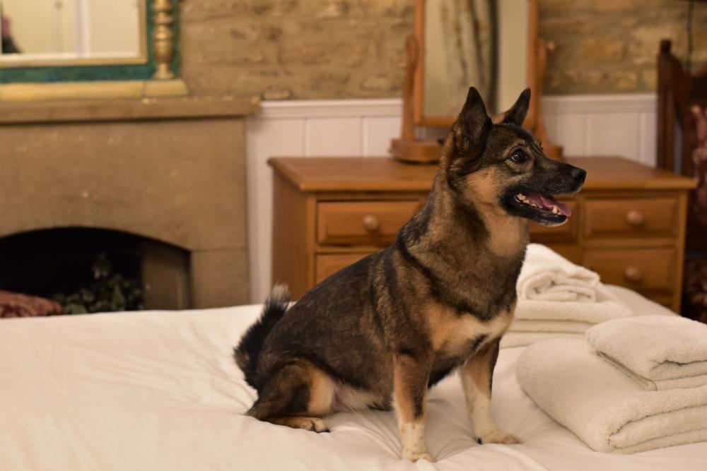 Советы по выбору щенка шведского вальхунда