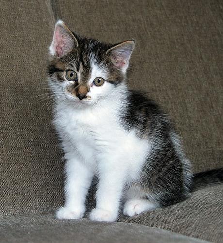 Какие кошки мурлыкают больше всего Какие кошки мурлыкают больше всего