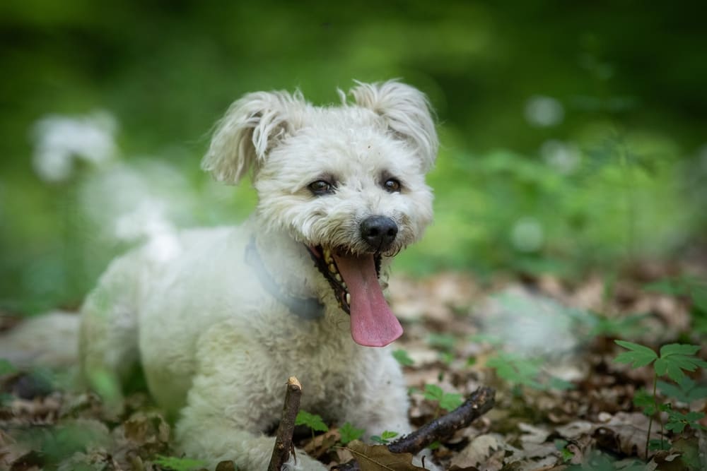 Пуми разводят в Венгрии и США