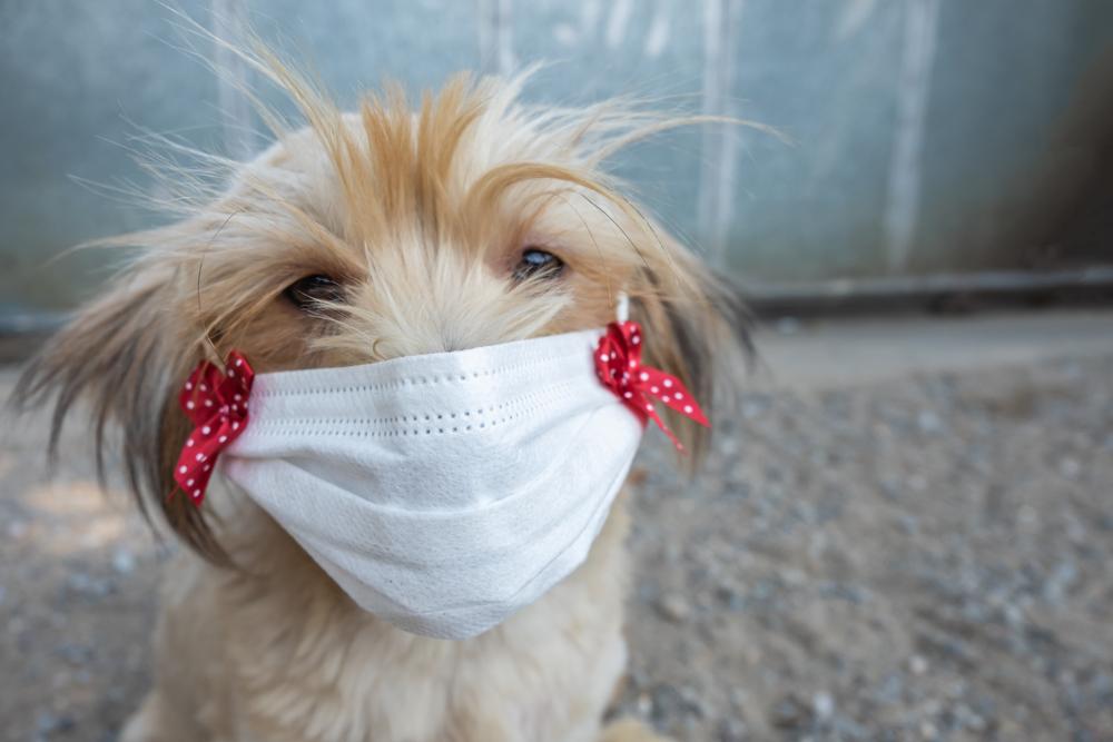 Заразен ли трахеит у собак для людей и других животных?