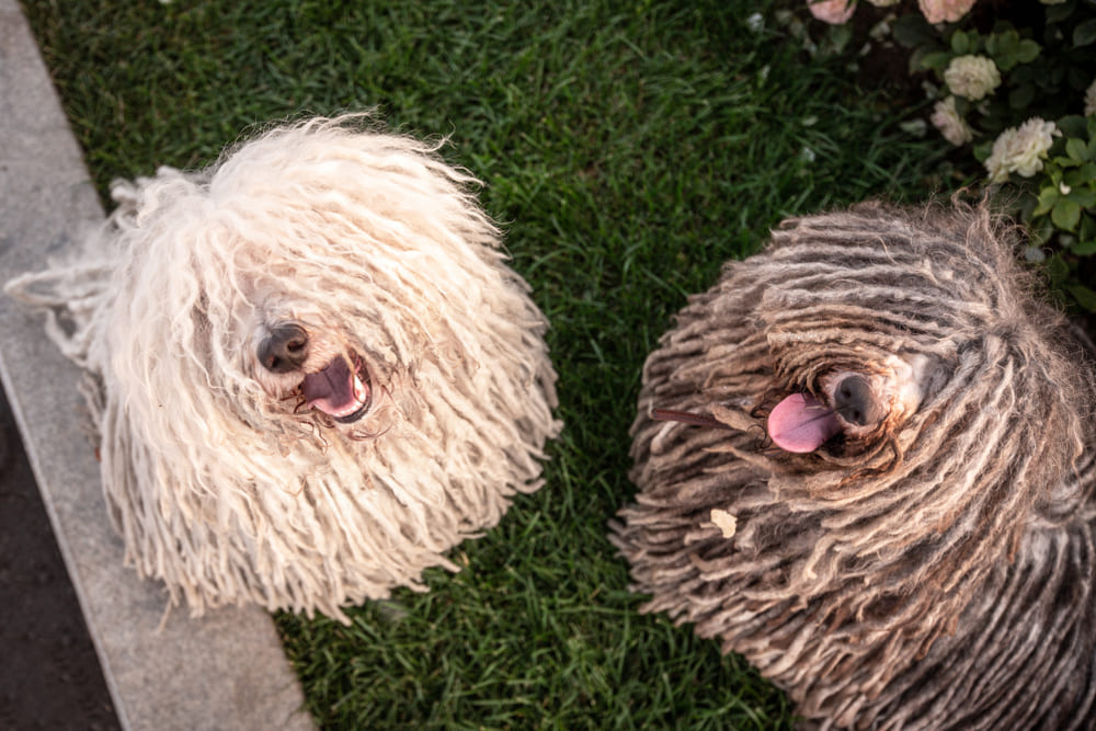 Венгерская овчарка пули на выгуле