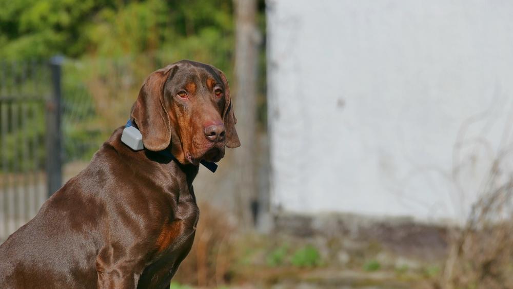Содержание польской гончей