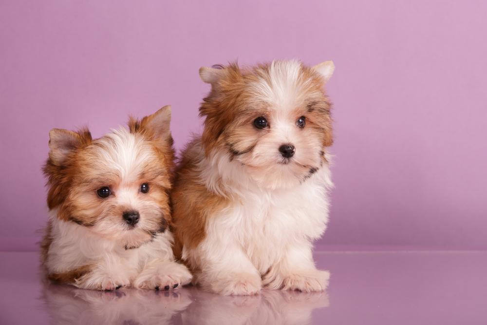 Какие бывают виды йоркширские терьеры: русская салонная собака Какие бывают виды йоркширские терьеры: русская салонная собака