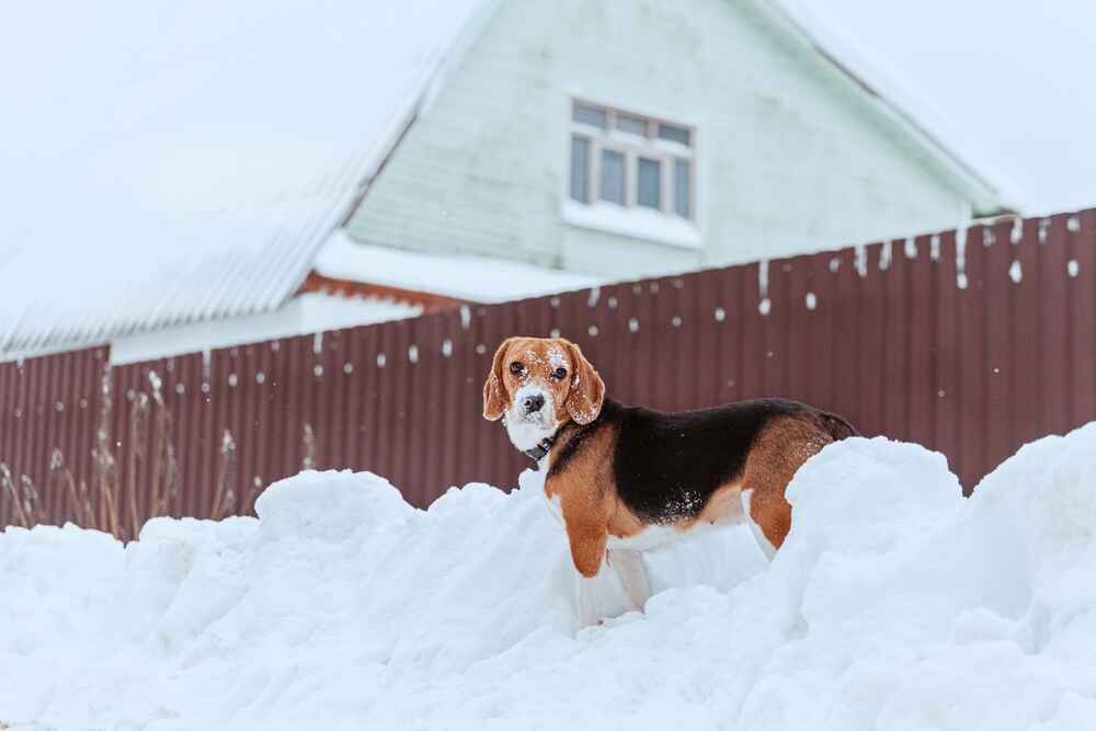 Фото собаки породы бигль