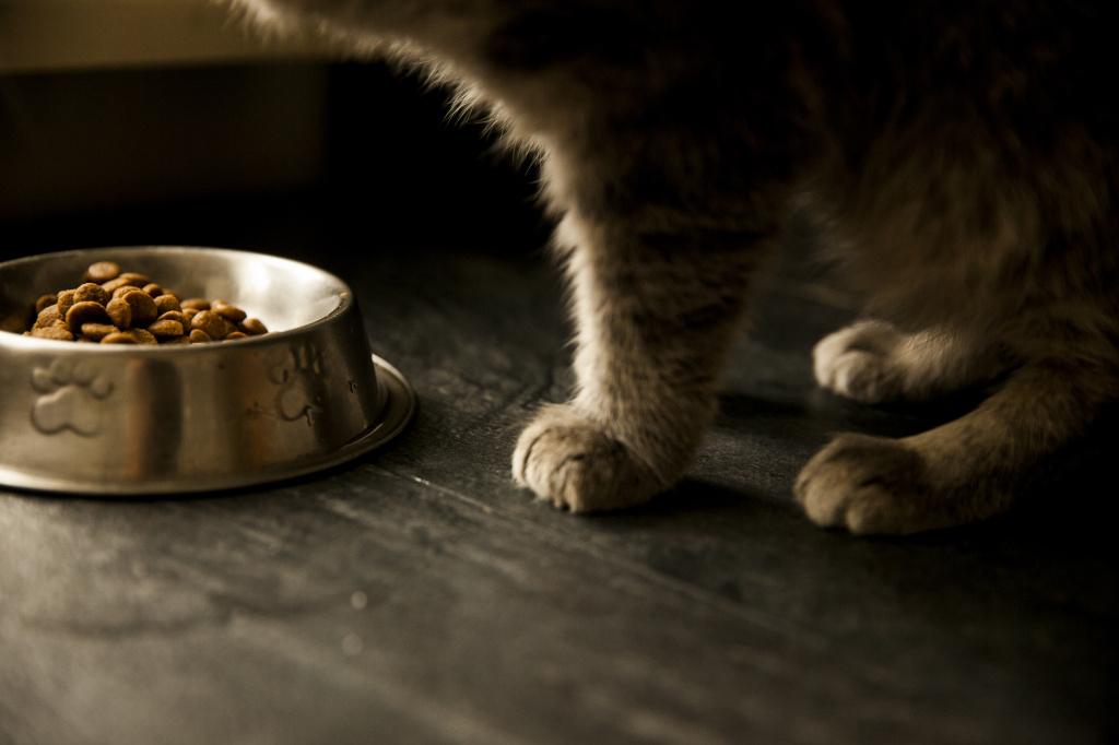 Кошка закапывает еду из-за неудобного местоположения миски