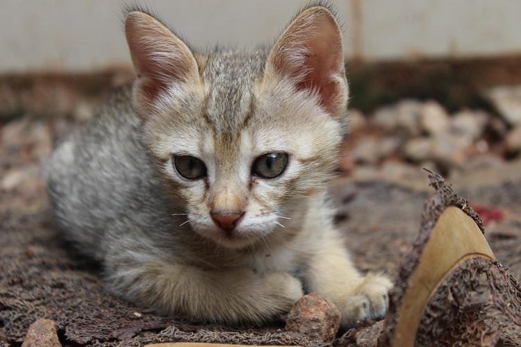 котенок это до какого возраста. картинка котенок это до какого возраста. котенок это до какого возраста фото. котенок это до какого возраста видео. котенок это до какого возраста смотреть картинку онлайн. смотреть картинку котенок это до какого возраста.