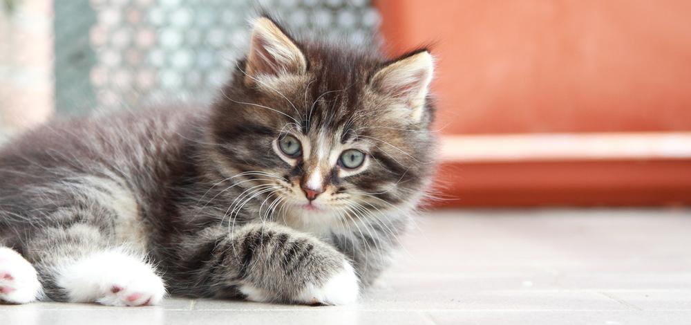 Иностранные имена для пушистых кошек-девочек