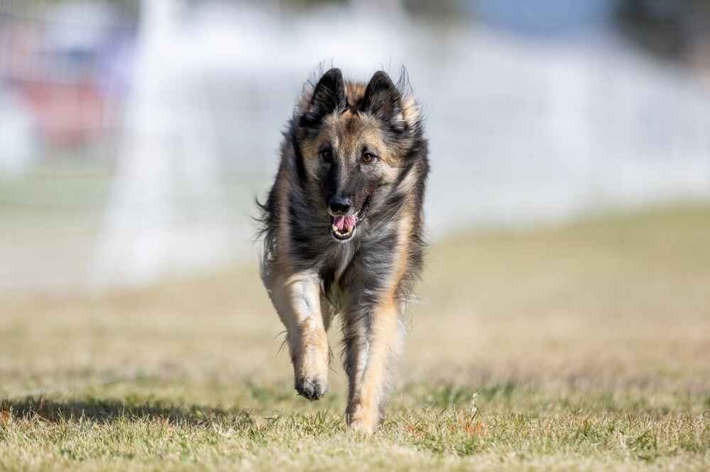 Владельцу важно знать, сколько живут бельгийские овчарки