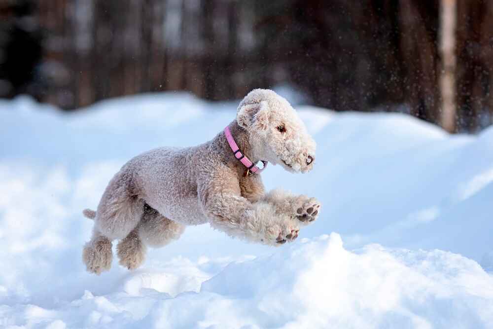 Бедлингтон нуждается в воспитании