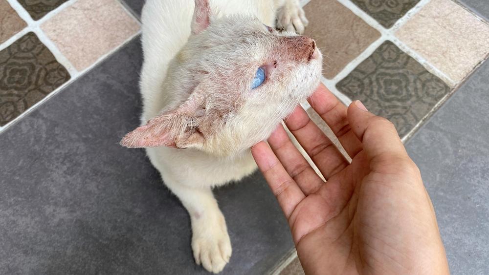 Диагностика атопического дерматита у кошек Диагностика атопического дерматита у кошек