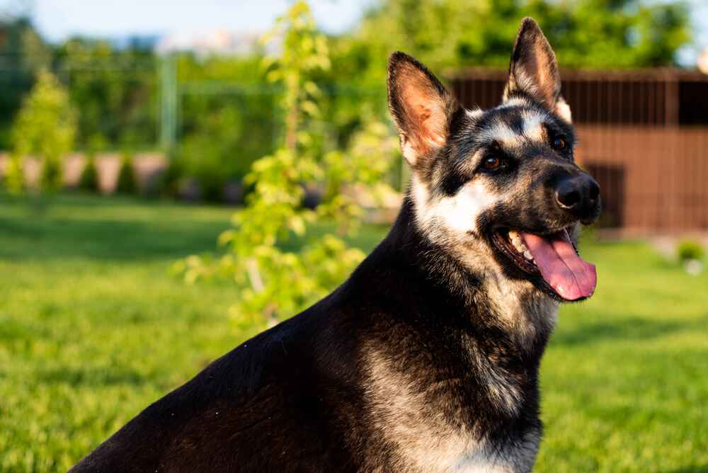 Активность влияет на то, сколько могут прожить восточноевропейские овчарки