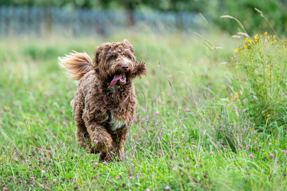Породы, выведенные от разных видов пуделей: лабрадудль Породы, выведенные от разных видов пуделей: лабрадудль