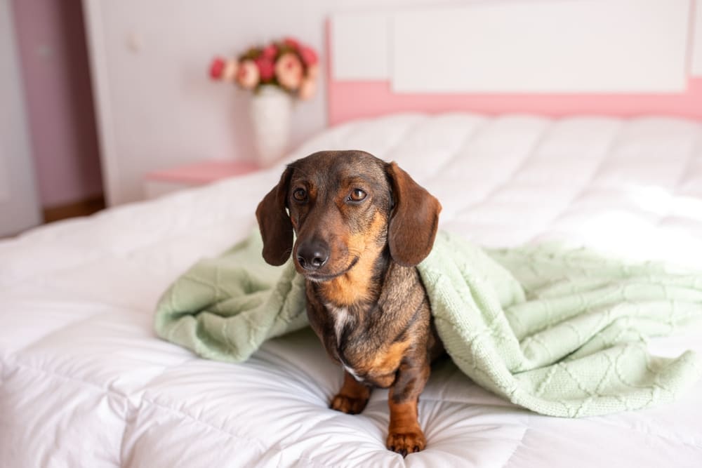 Течка у таксы проходит в несколько этапов