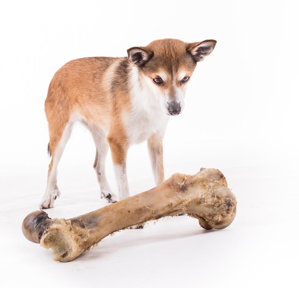 Здоровье и болезни лундехунда