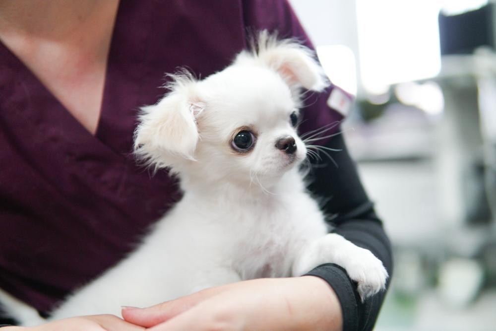 Как выбирать щенка чихуахуа белого окраса?