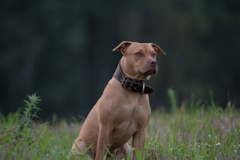 Американский питбультерьер нуждается в социализации