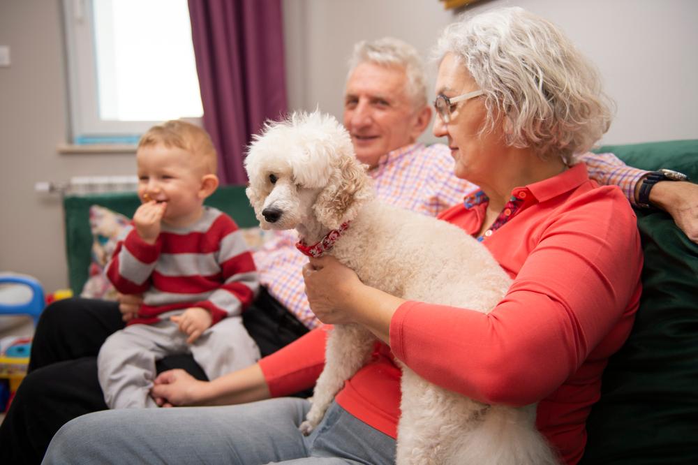 Мелкие породы собак для пожилых людей: пудель Мелкие породы собак для пожилых людей: пудель