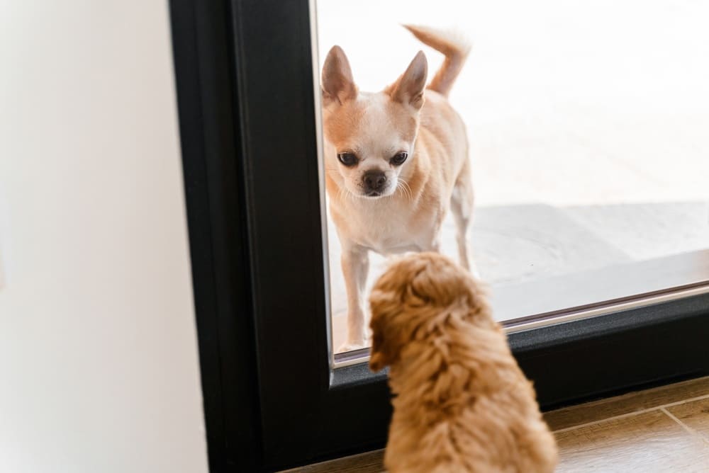 Чихуахуа отличаются дружелюбием