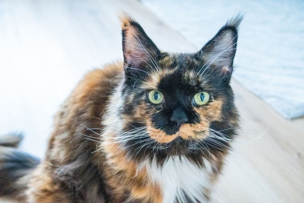 Игры и активность влияют на то, сколько проживет мейн-кун