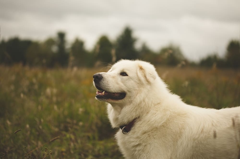 Маремма-абруццкая овчарка нуждается в регулярных прививках