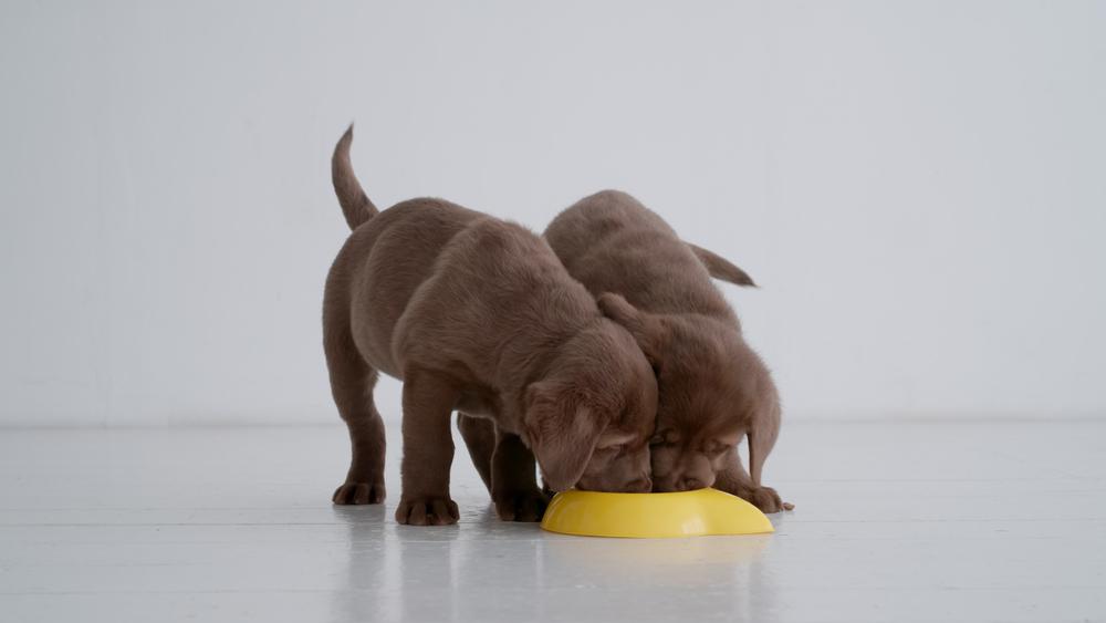 Объем порций и частота кормлений для щенка