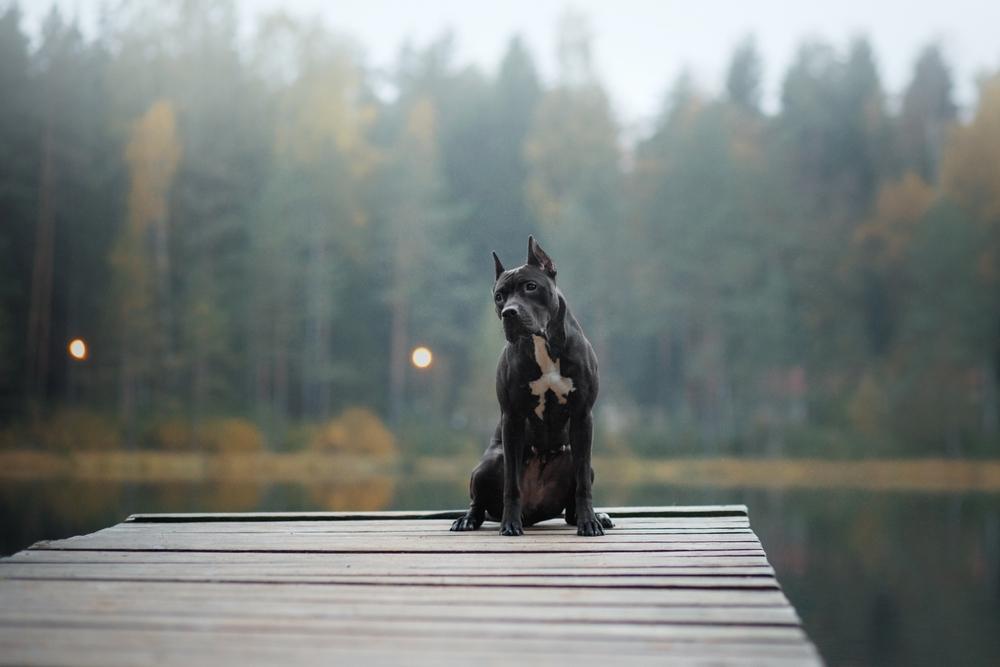Черный окрас питбуля связан с генетикой