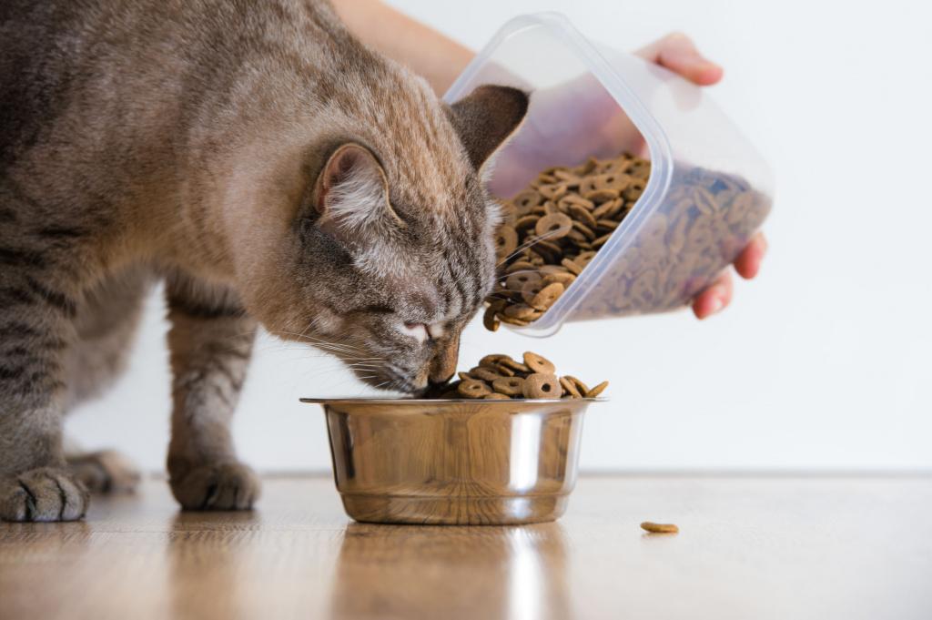 Как отмерить нужную порцию для кошки