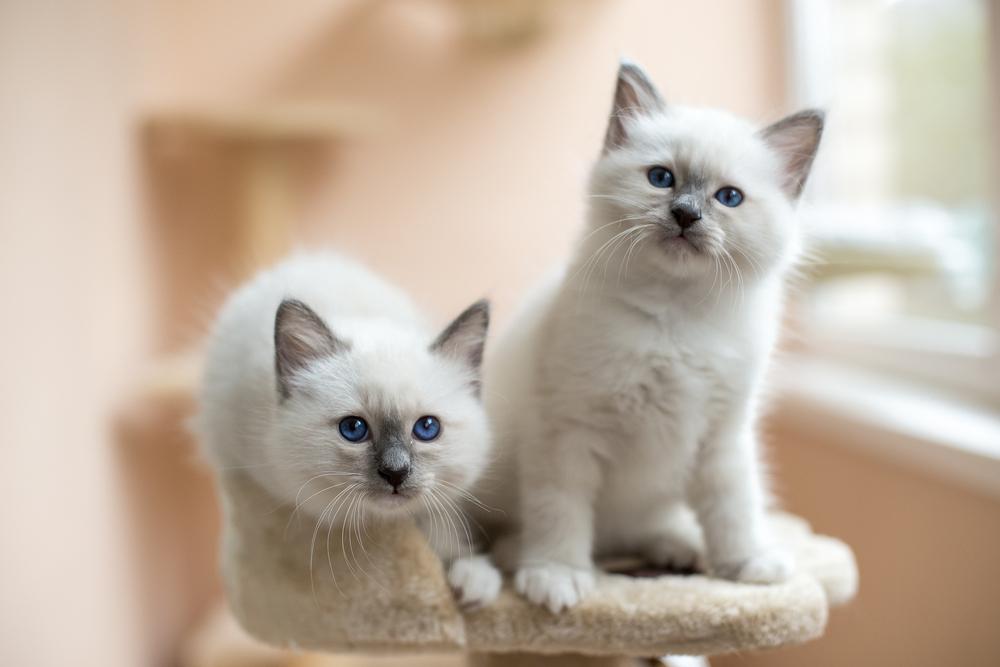 Неприхотливые породы кошек для квартиры: бирманская