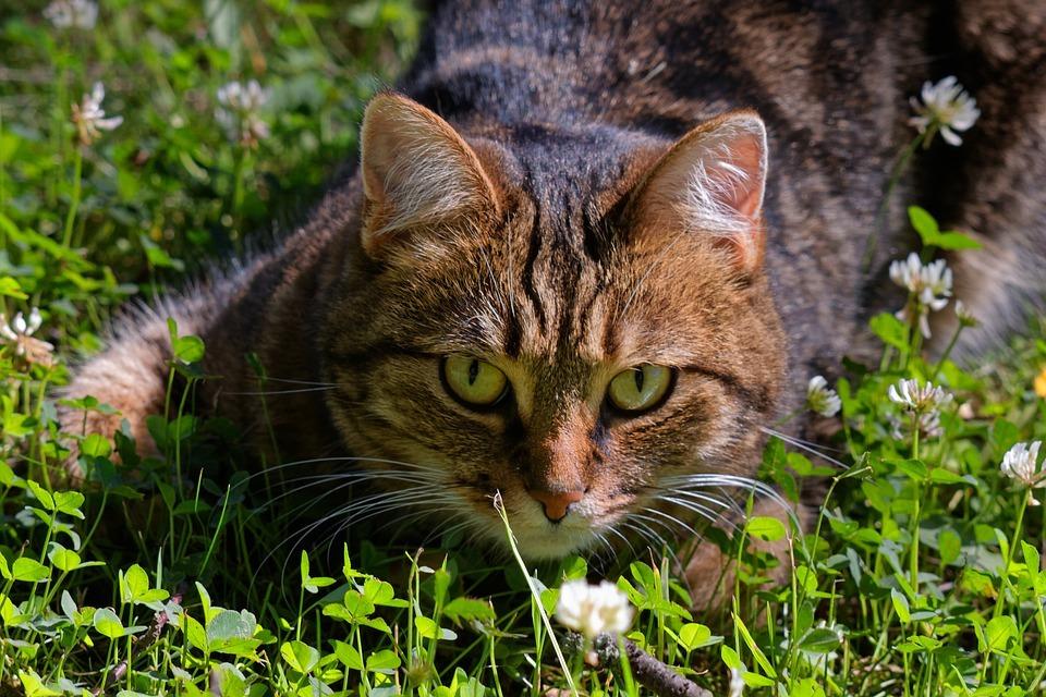 какой домашней едой можно кормить стерилизованную кошку. Смотреть фото какой домашней едой можно кормить стерилизованную кошку. Смотреть картинку какой домашней едой можно кормить стерилизованную кошку. Картинка про какой домашней едой можно кормить стерилизованную кошку. Фото какой домашней едой можно кормить стерилизованную кошку