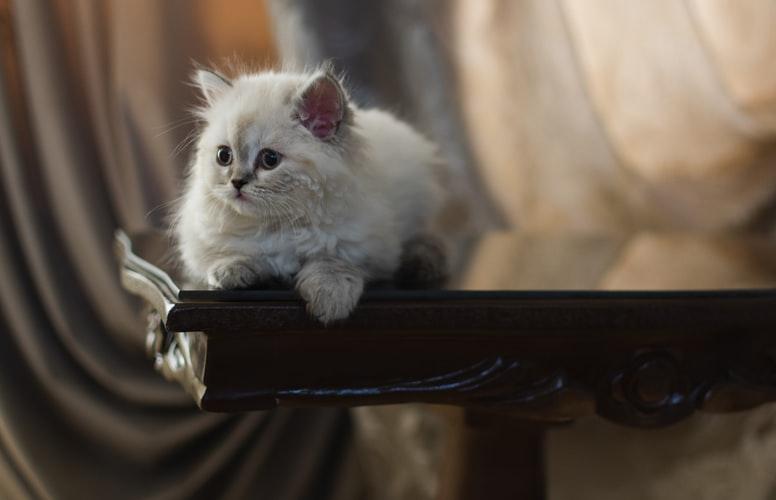 Как выбрать котенка персидской кошки