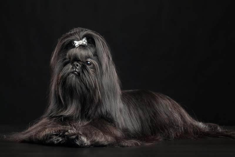 ТОП бородатых пород собак: ши-тцу