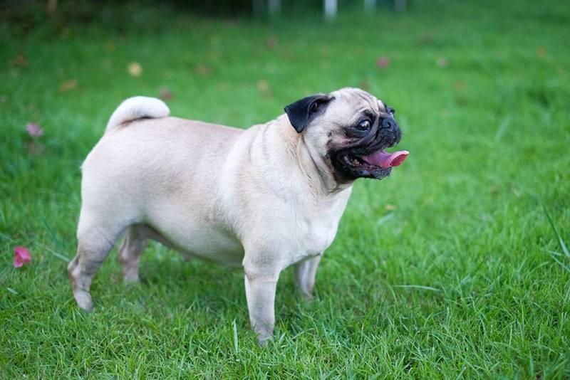 Декоративные породы собак: мопс