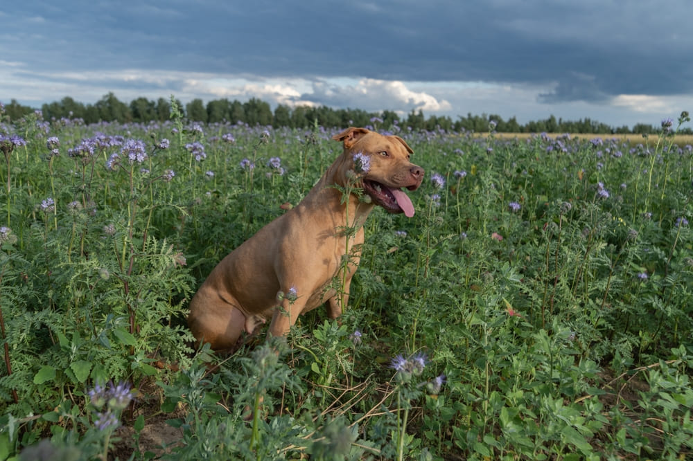 Питбуль может принимать участие в спортивных состязаниях