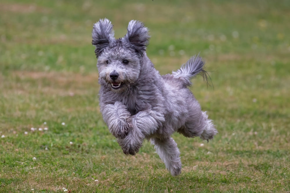 Пуми требуются прогулки