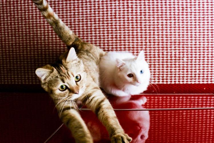 Как отучить кота драть мебель и обои с помощью спрея