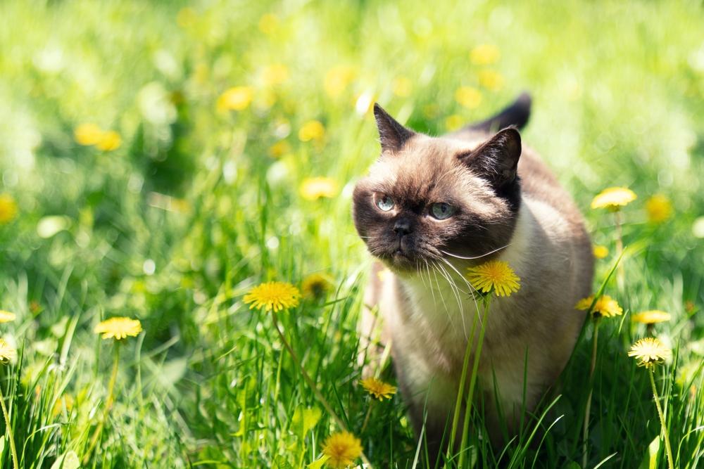 Окрасы британских кошек колор-пойнт: сил-пойнт