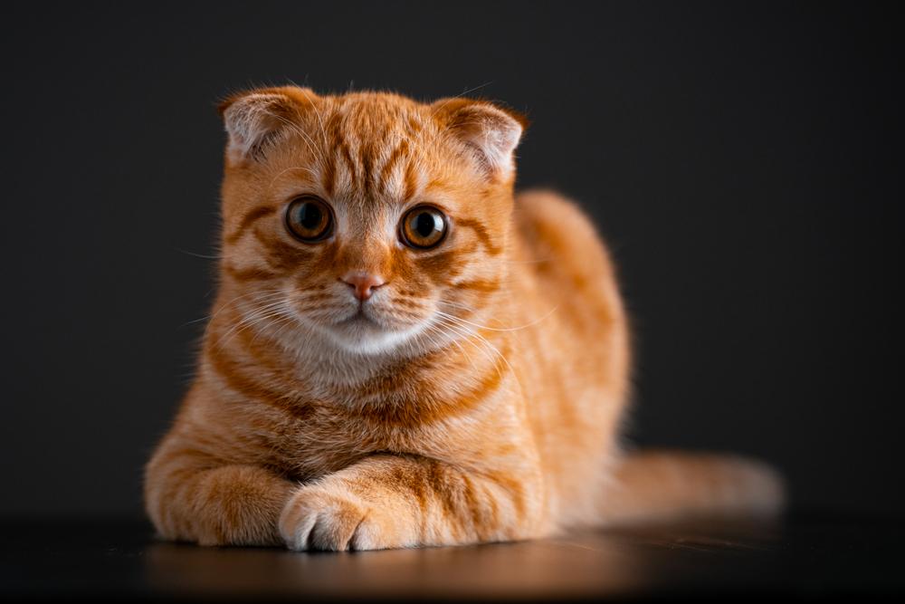 Породы кошек с плюшевой шерстью: шотландская вислоухая