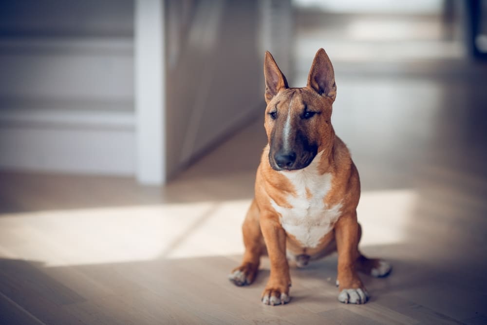 Вес бультерьера может быть недостаточным