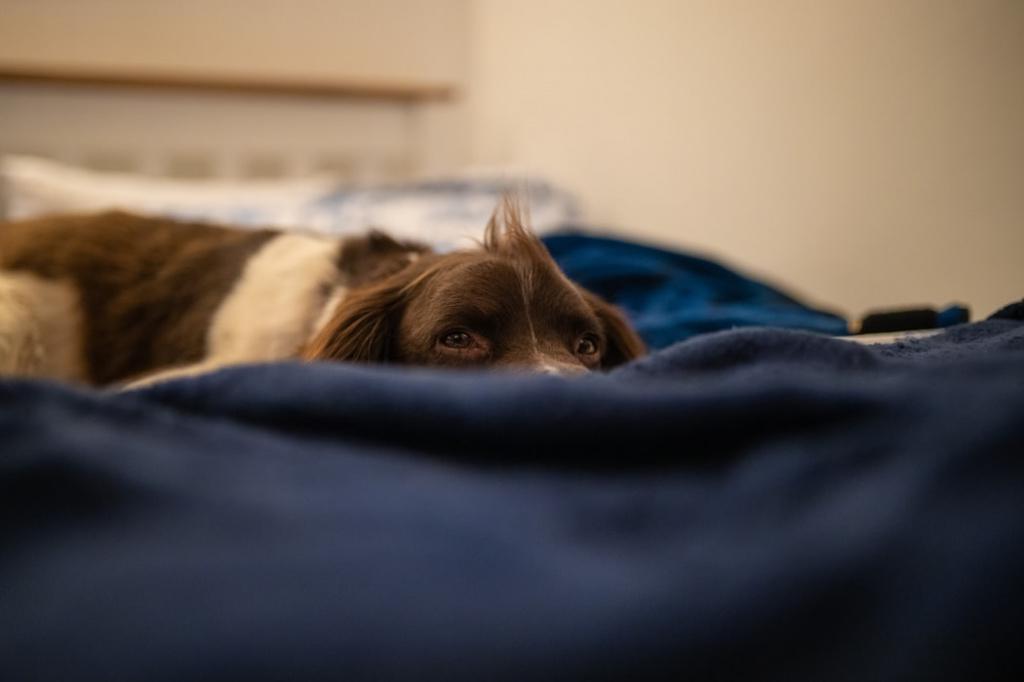 основные симптомы насморка у собак